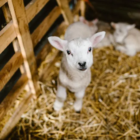 Bondcroft Farm