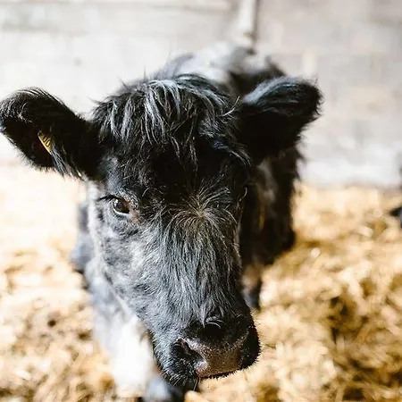 Nocleg ze śniadaniem Bondcroft Farm 3*
