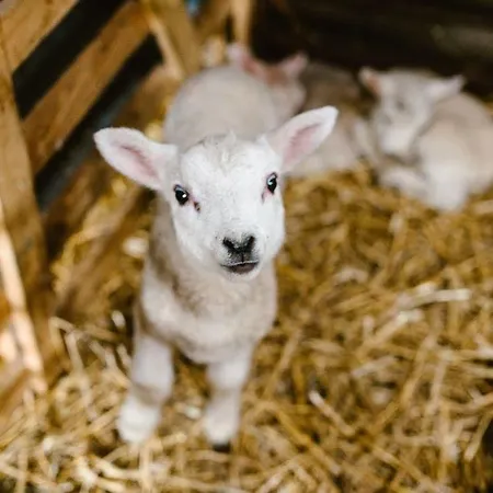 Bondcroft Farm Nocleg ze śniadaniem Embsay